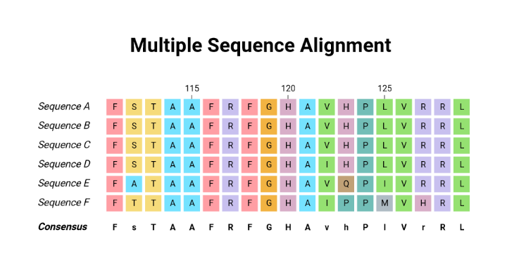 An editable high resolution scientific image depicting Multiple Sequence Alignment (Protein)