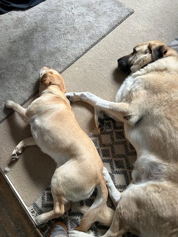Gettting a second dog, companionship, two dogs sleeping together on floor by dog photographer Ron Schmidt