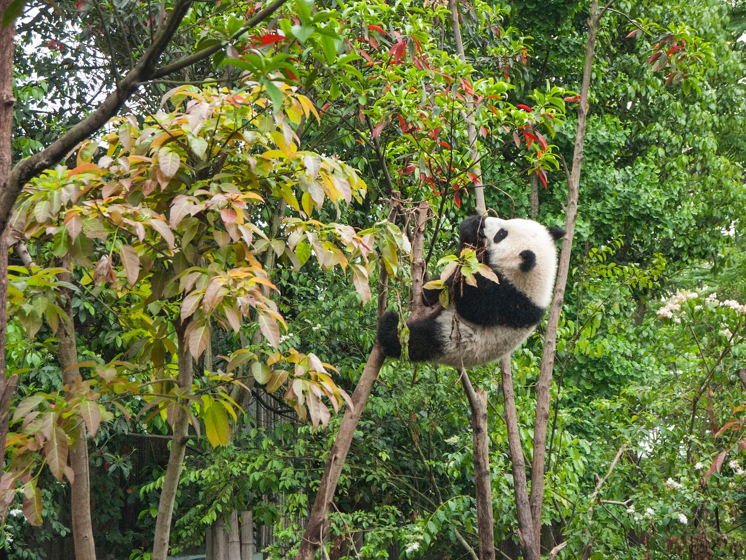 Panda in a tree