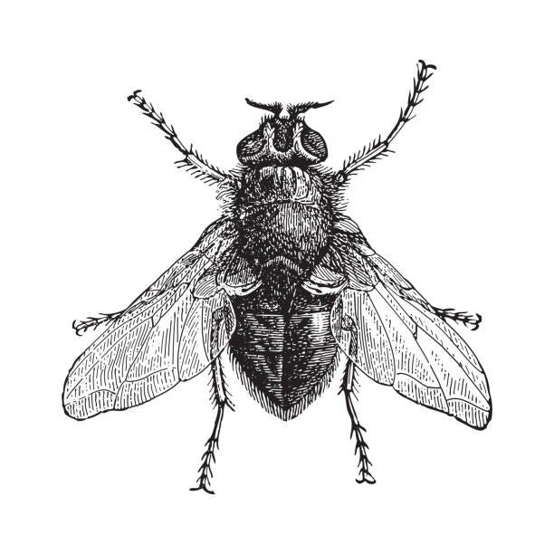 1,300+ House Fly Illustrations, Royalty-Free Vector Graphics & Clip Art -  iStock | Lesser house fly, House fly close up, House fly flying