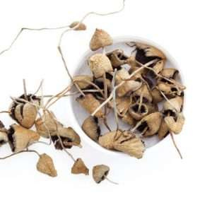 buy psilocybin mushrooms