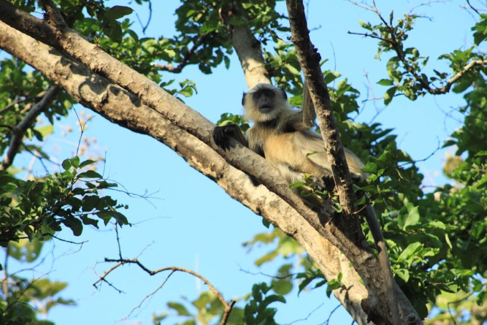 Gray Langur aka Hanuman Langur