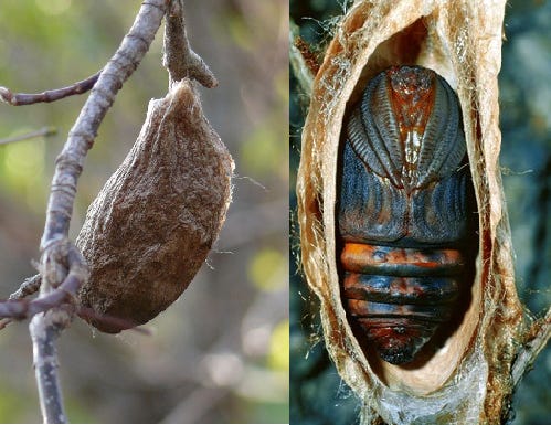 Butterfly Chrysalises | BEYONDbones