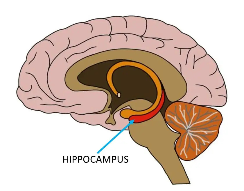 Hippocampus Function and Location - Simply Psychology