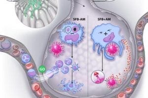 This picture illustrates an example of gut microbiota composition dictating how resident lung alveolar macrophages (AM) respond to viral infection. The presence of segmented filamentous bacteria, a commensal microbe present in some mice, reprograms AM gene expression, increasing complement expression and phagocytosis, thereby enabling AM to engulf and destroy viral pathogens without inflammatory signaling.