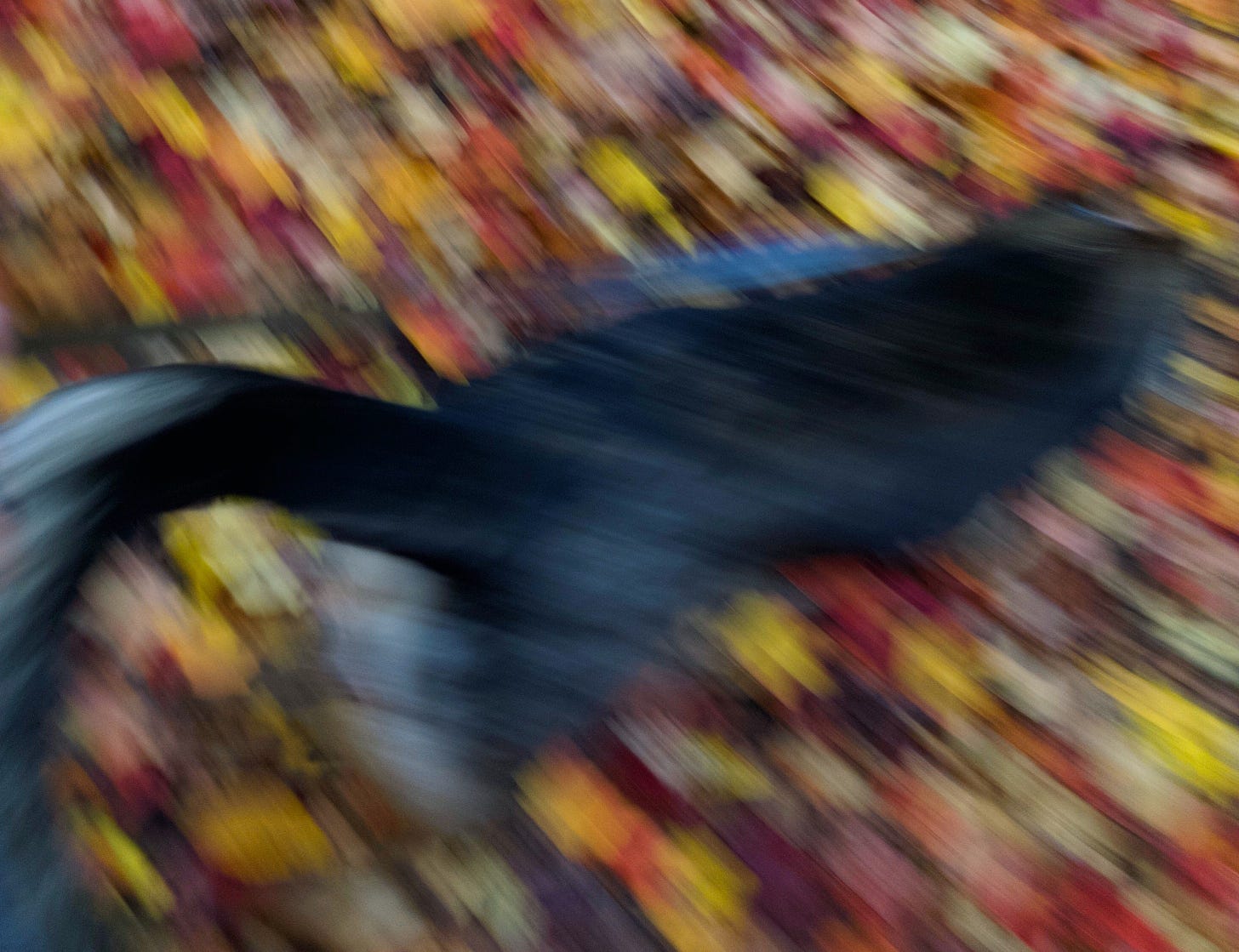 a blur of fallen leaves and a wagging tail of my dog chasing them. Photo credit: Nancy Forde