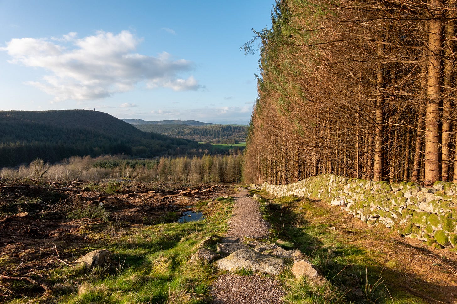 Blanket forestry with Sitka spruce standing on the right of a path and stone wall and felled on the left; the distant hills are also covered in plantations © Felicity Martin Blanket forestry with Sitka spruce standing on the right of a path and stone wall and felled on the left; the distant hills are also covered in plantations © Felicity Martin