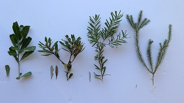 Banksia [foliage L to R B. serrata, oblongifolia, marginata, ericifolia wikicommons].jpg
