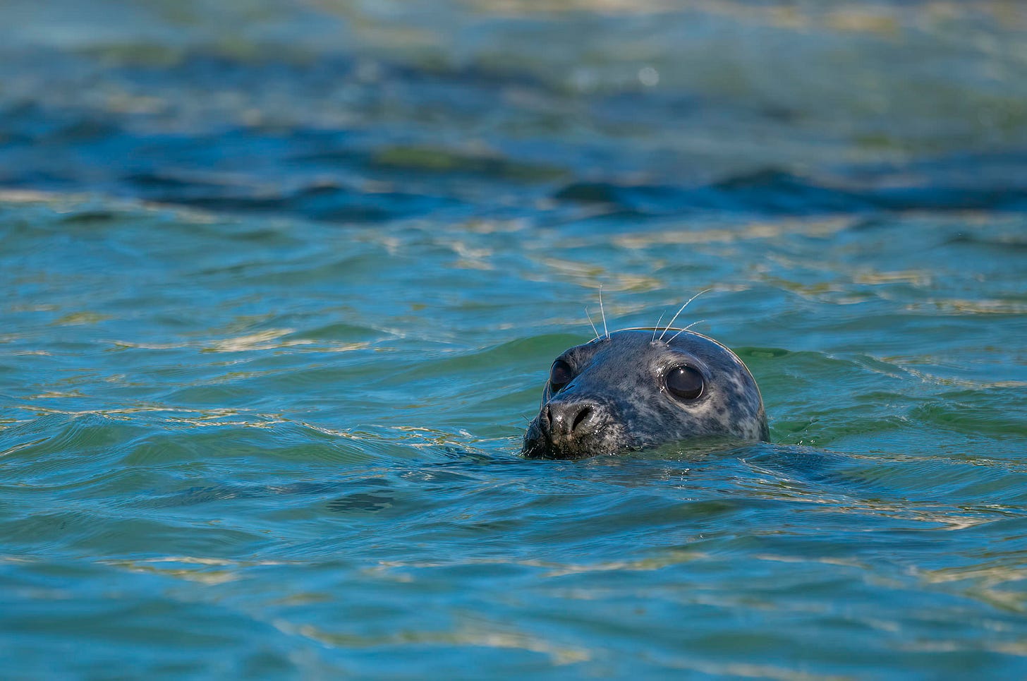 Photo of a grey seal's heading poking out of the water