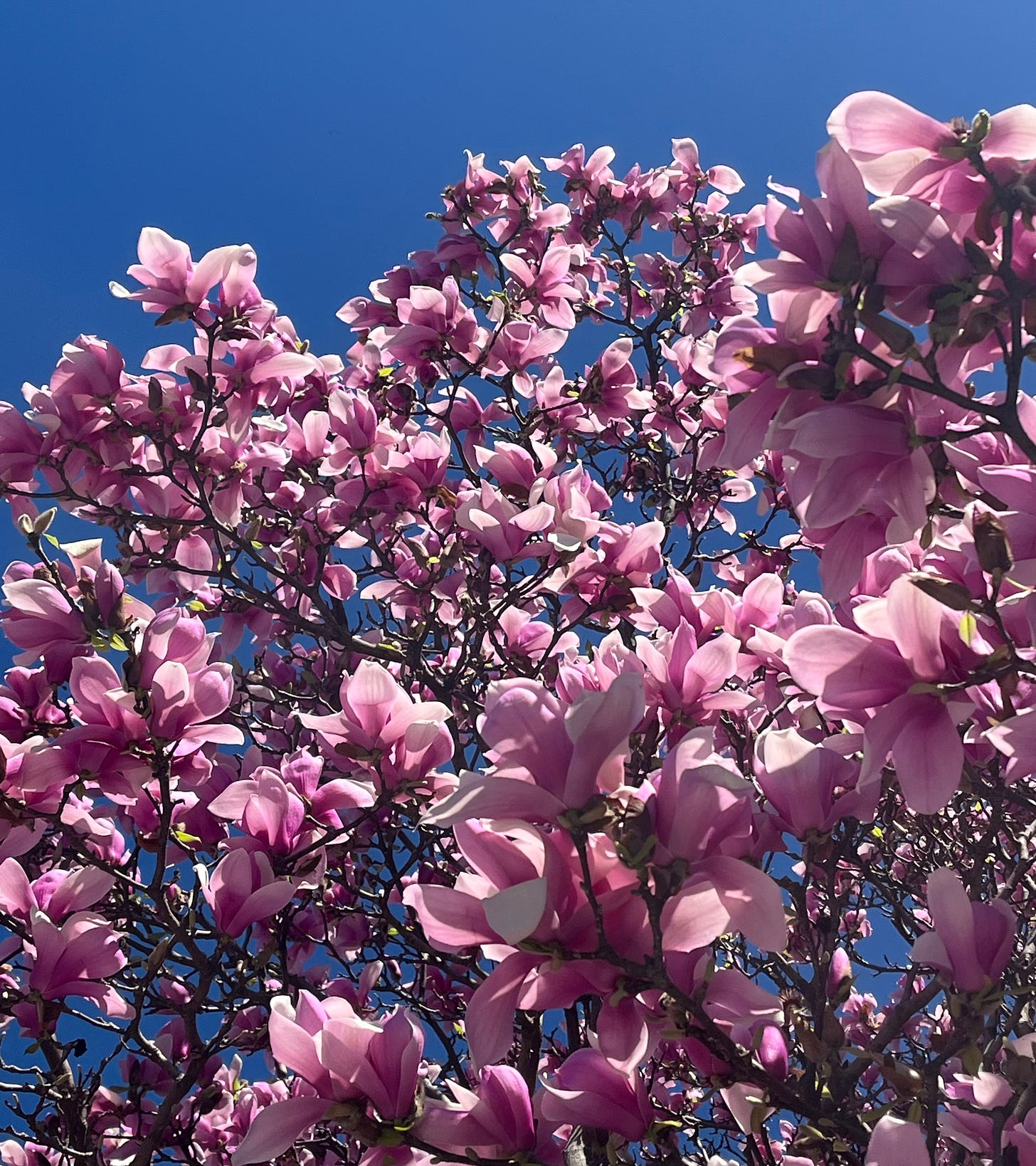 A photo of lots of pink flowers on a pink magnolia tree, taken from below so a bright blue sky is visible in the background.