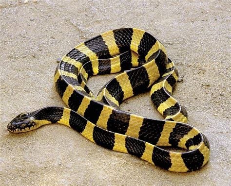 Krait Snake Images | PeepsBurgh.Com