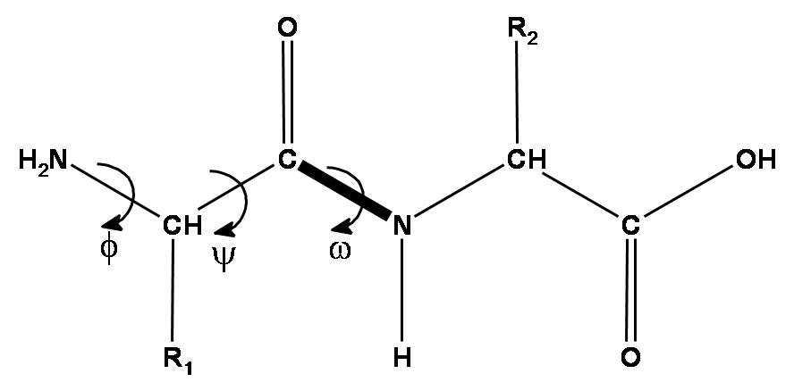 Torsion angles in peptide chain