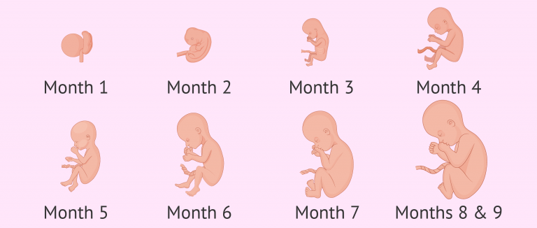 Embryo development