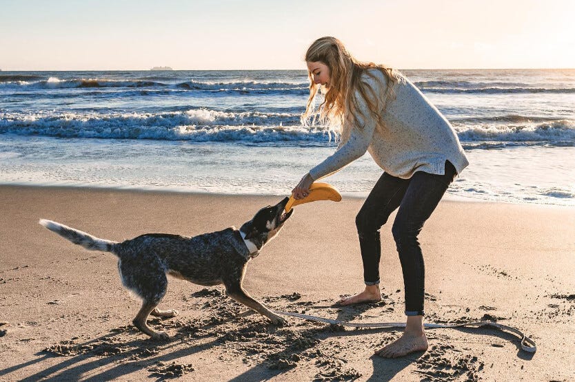 Scout the Australian cattle dog playing tug with her Starmark Durafoam disc on dog-friendly Cocoa Beach in Florida