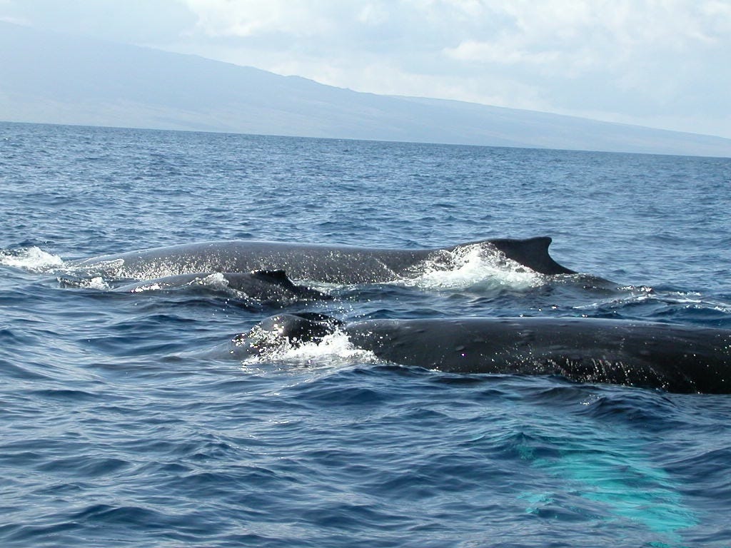 Humpback whales off the coast of Maui.