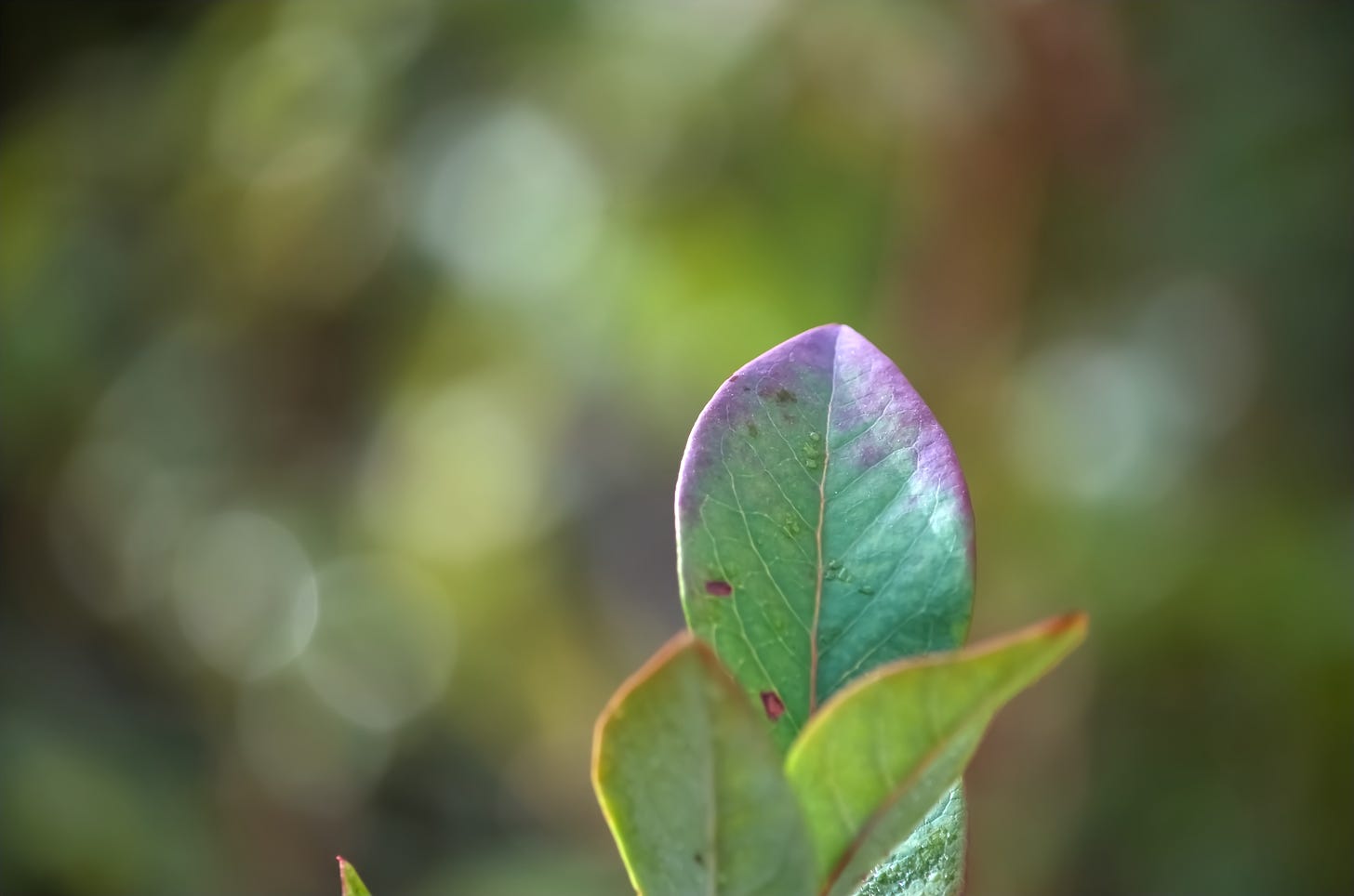 A blueberry leaf shows the first purple tinge of autumn color.