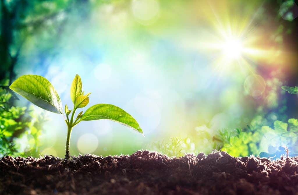 Plant starting life: The meaning of life