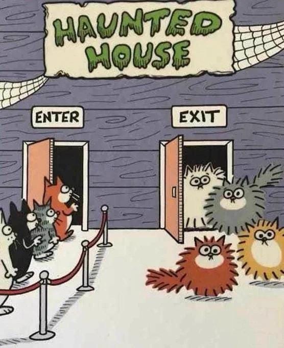 A cartoon of cats eagerly lining up to go into the entry of a Haunted House. As they come out the exit, they all have wide eyes and puffed up fur and tails