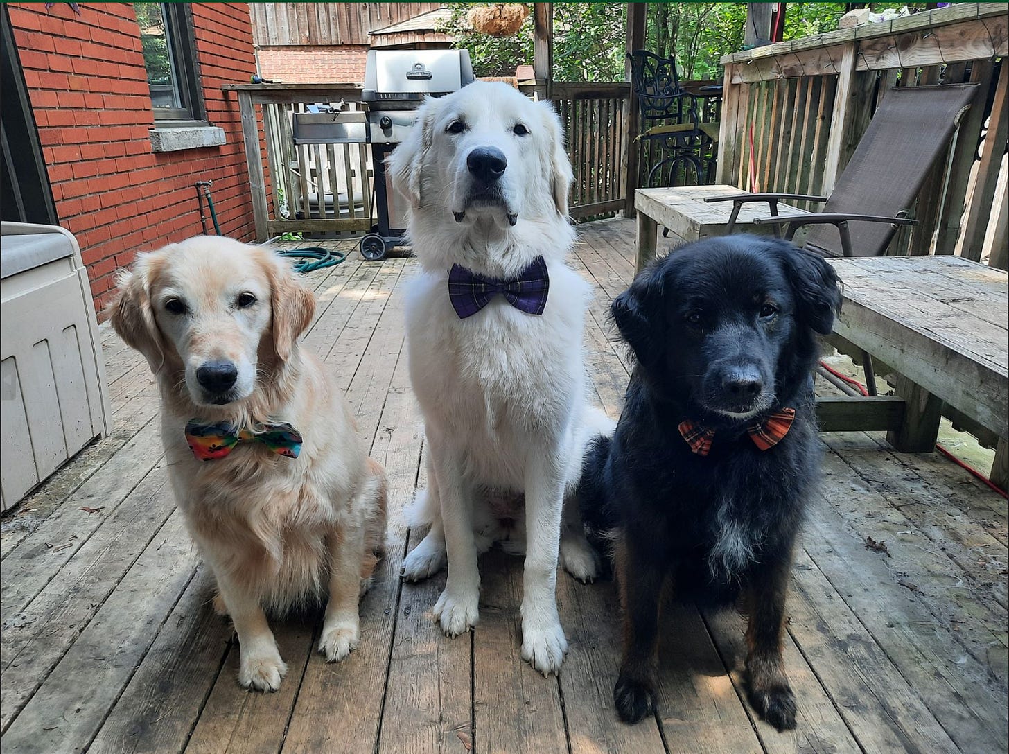 three dogs, one golden, one white, and one black, all wearing bowties