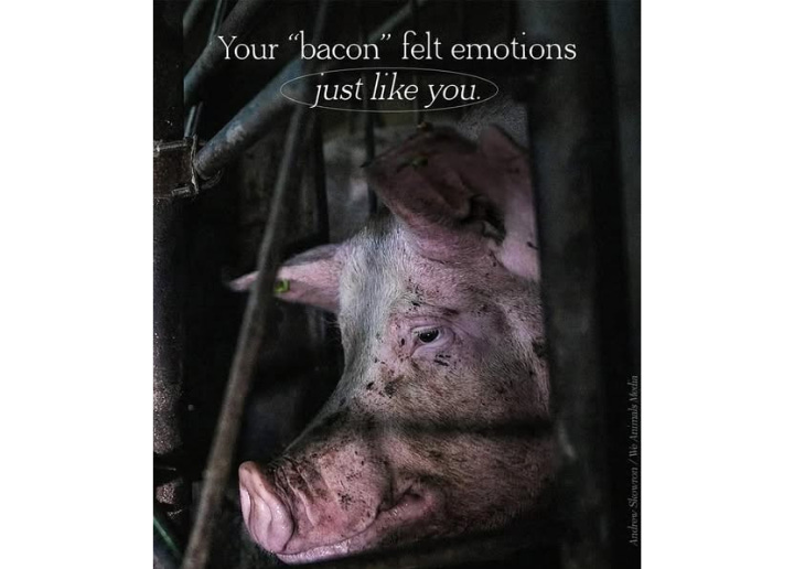 Your ‘bacon’ had a life, emotions, and the will to live—just like you. Choosing compassion means leaving them off your plate. 🌱🐷