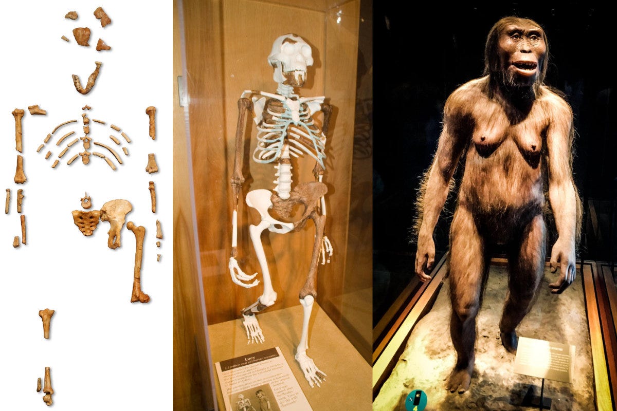 3D muscle reconstruction shows 3.2 million-year-old “Lucy” walked upright |  Ars Technica