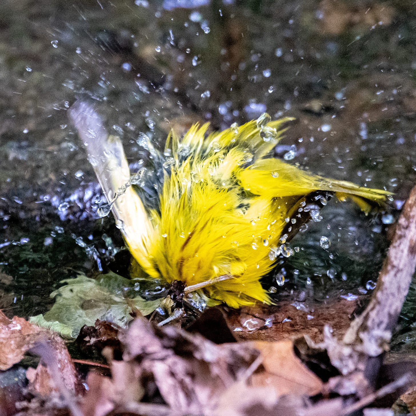 A yellow warbler submerging itself in a creek