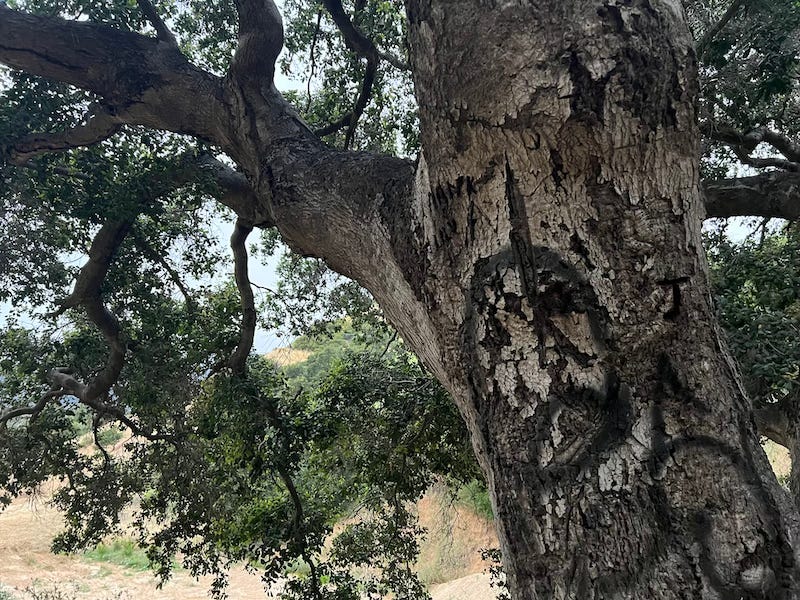California live oak tree spraypainted