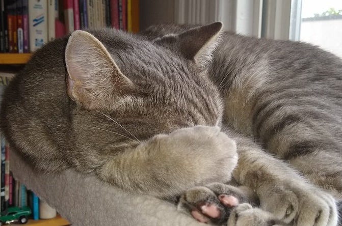 Sleeping grey tabby cat with one paw over his eyes, looking a bit like the 'facepalm' gesture. 