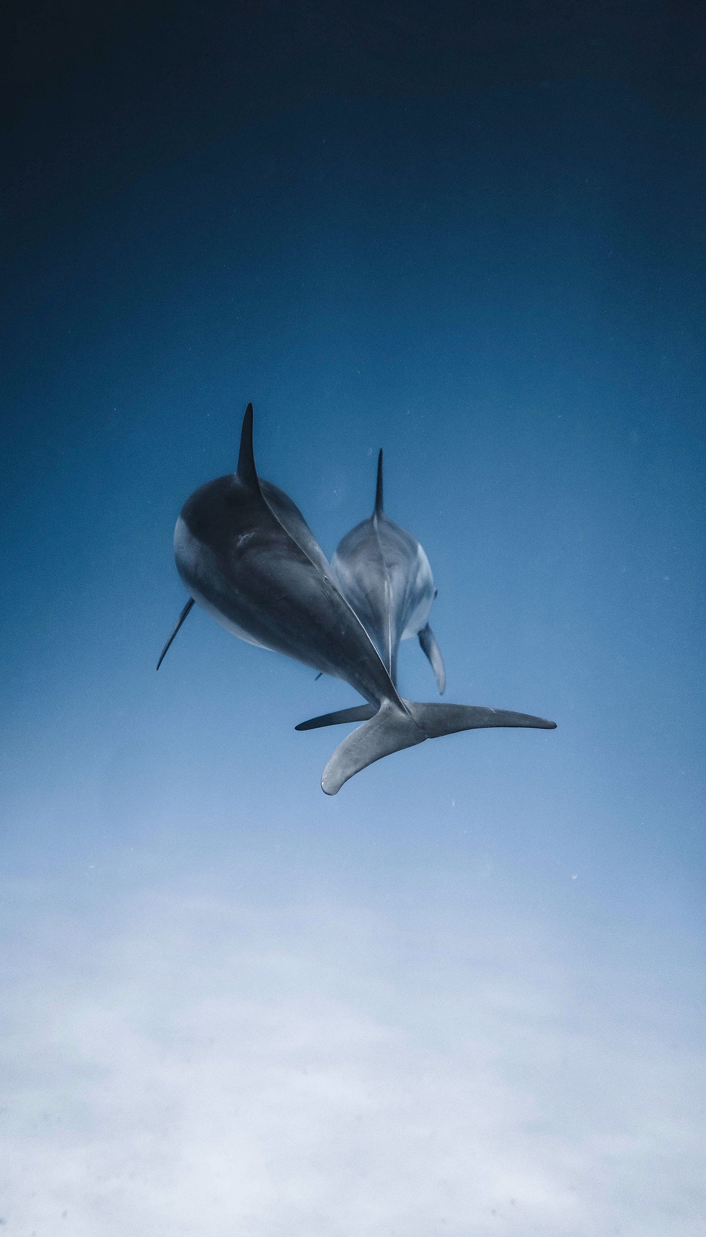 Photo of dolphins swimming away from the camera by Daniel Torobekov