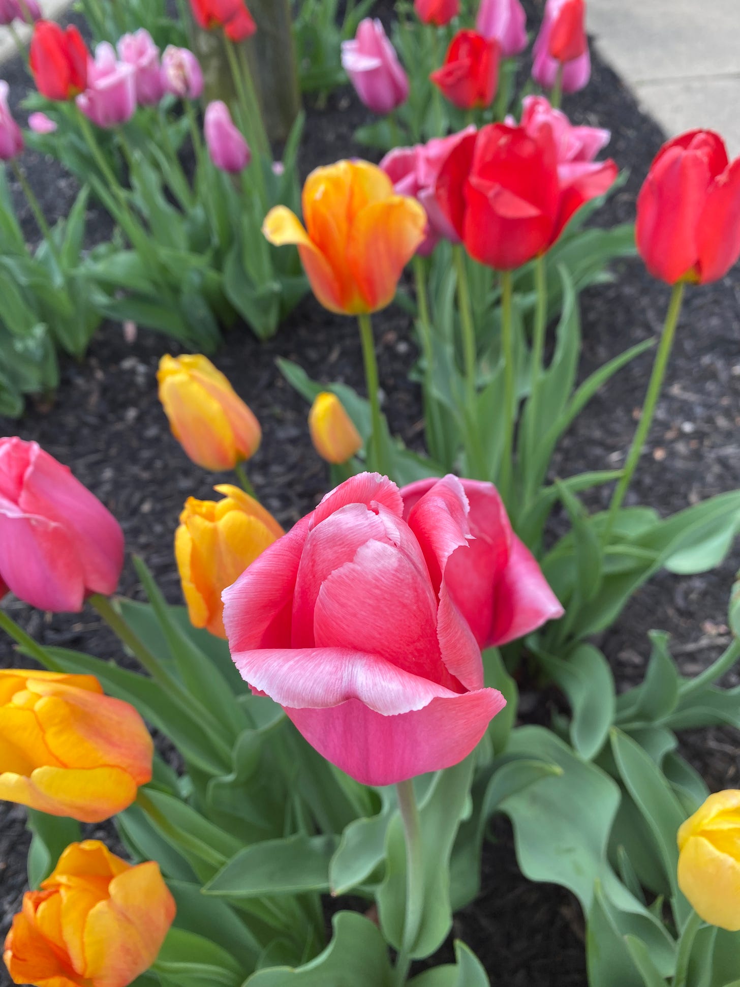 yelloy pink and red tulips