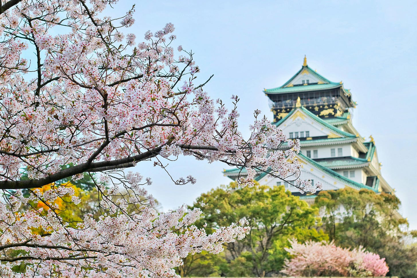 Osaka Castle during the sakura season