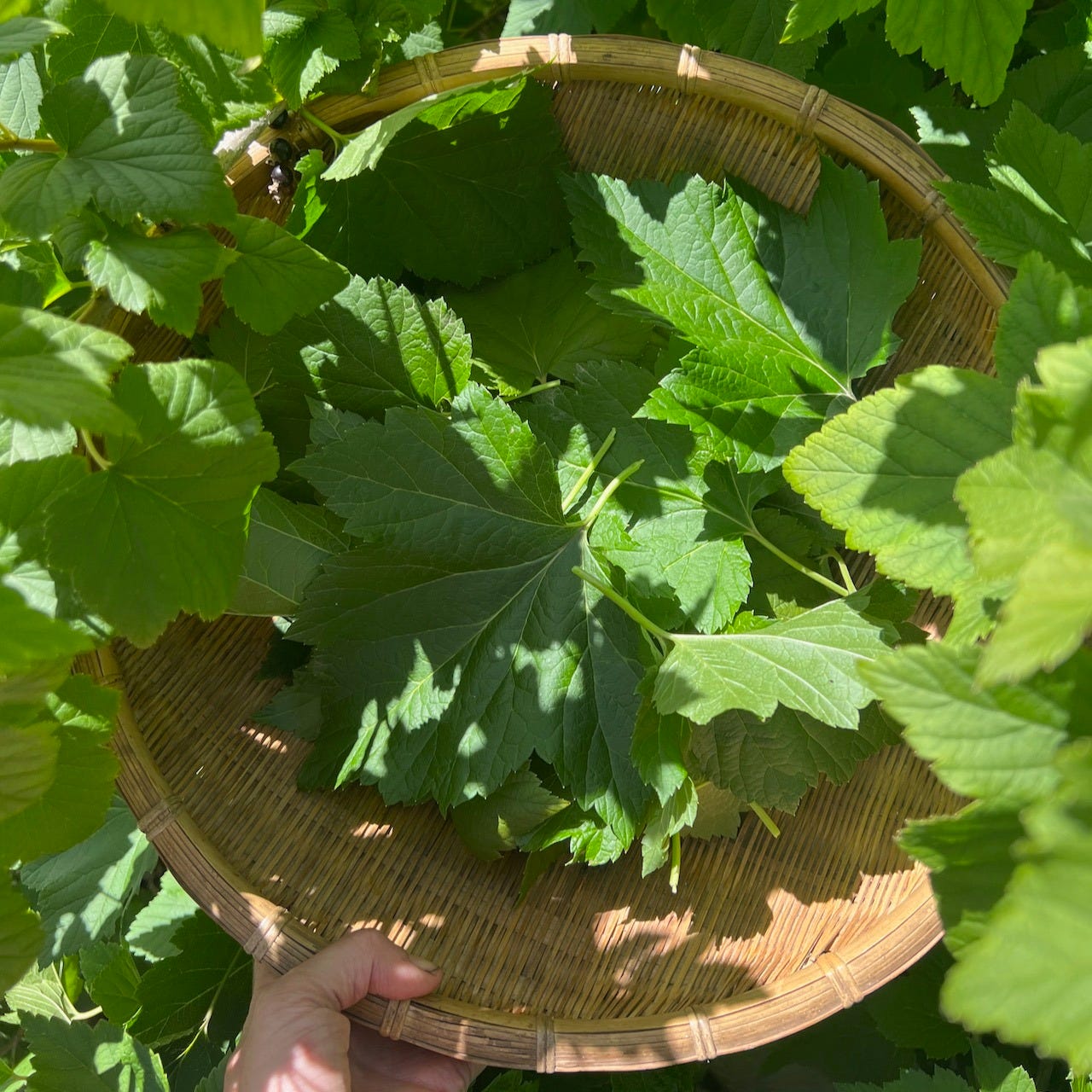 circular basket of black currant leaves in the sunlight, being held by a person's hand circular basket of black currant leaves in the sunlight, being held by a person's hand