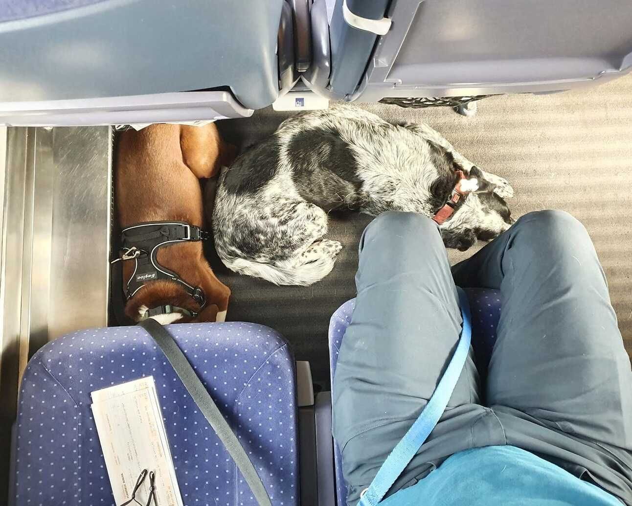 Medium brown dog and medium black and white dog curled up on the floor of a train car in Europe.