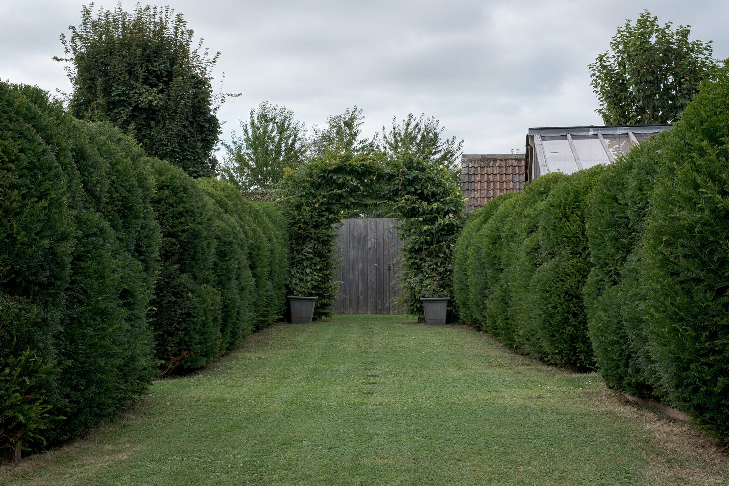 Yew hedge topiary avenue