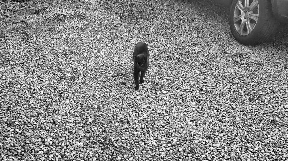 A black cat marches across a gravel parking lot
