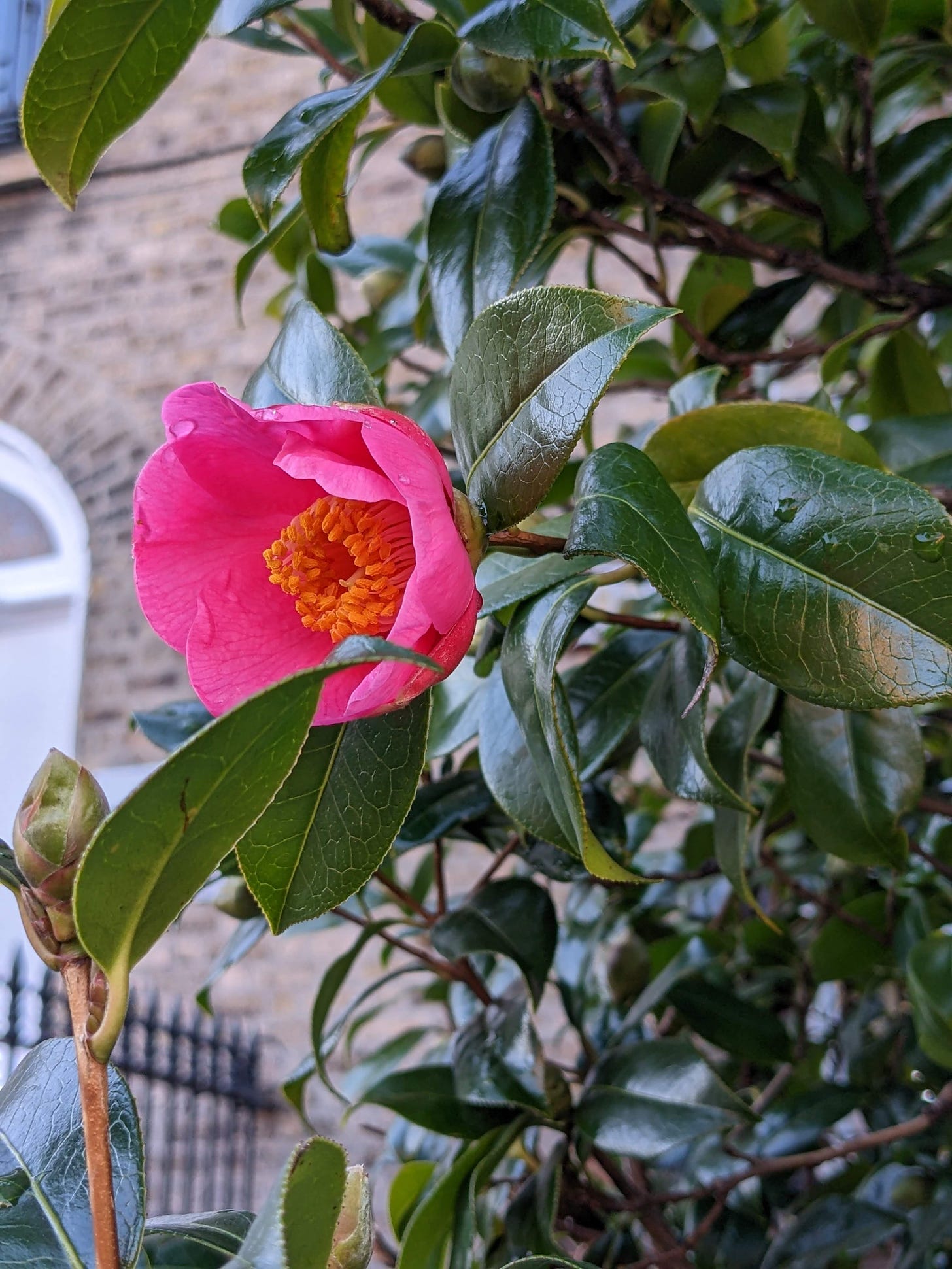 a bright pink camellia among dark green leaves