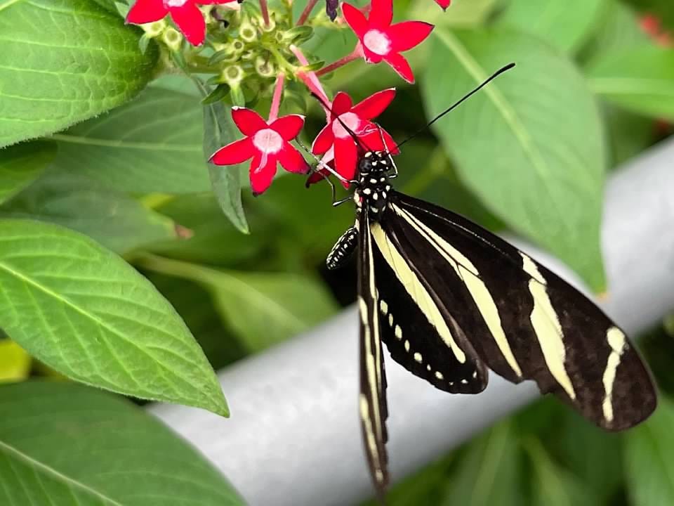 A black and yellow butterfly sips nectar from a red flower