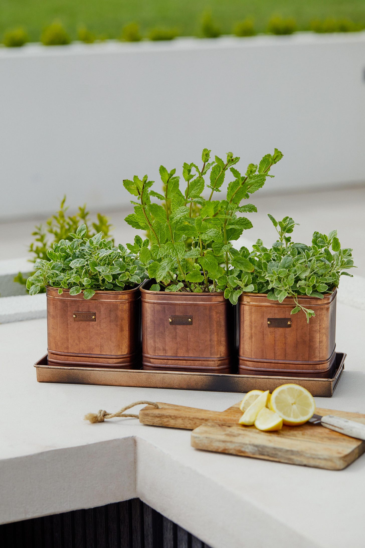 three copper herb planters sat on a tray