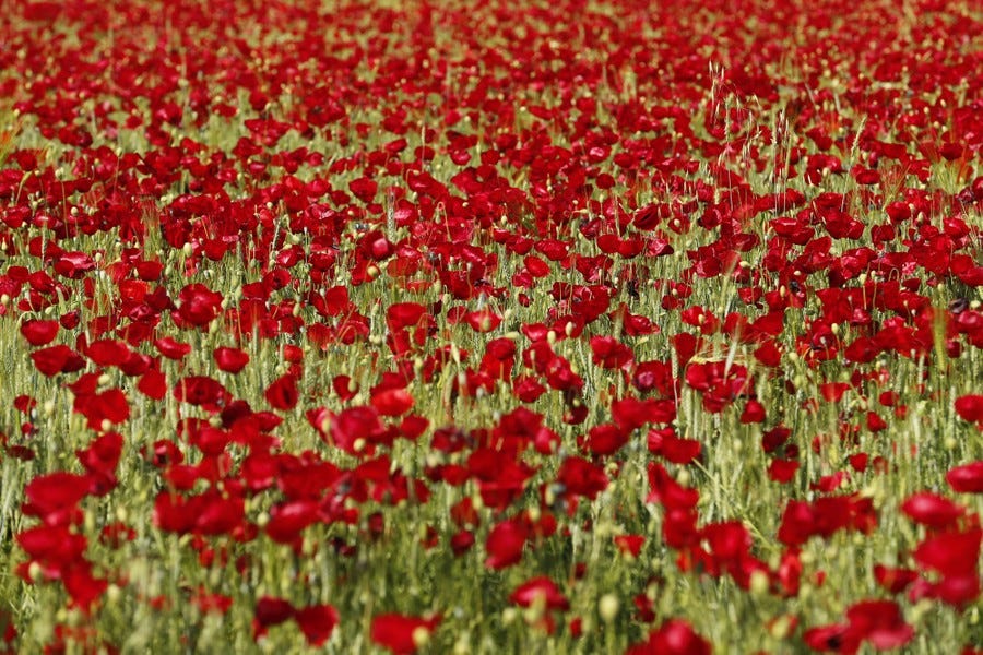 A field full of red poppies
