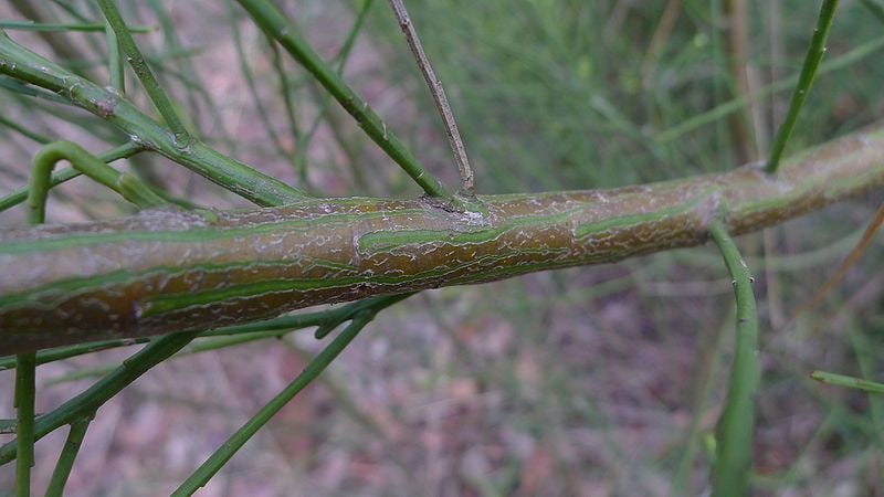 Leptomeria acida [branch - RNP Sydney - wikicommons].jpg