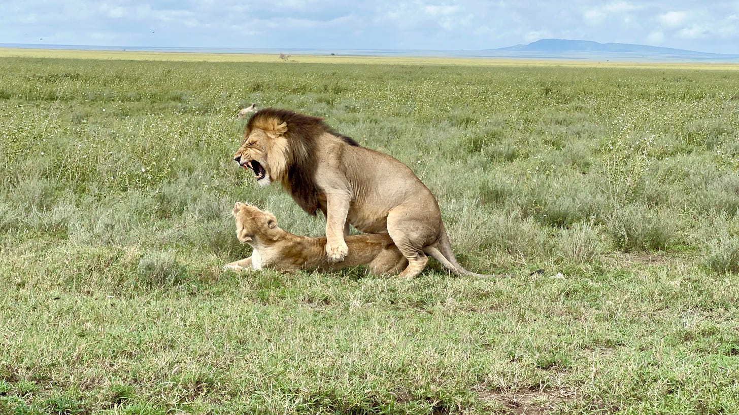 The shameless lions of Serengeti (Africa part 2)