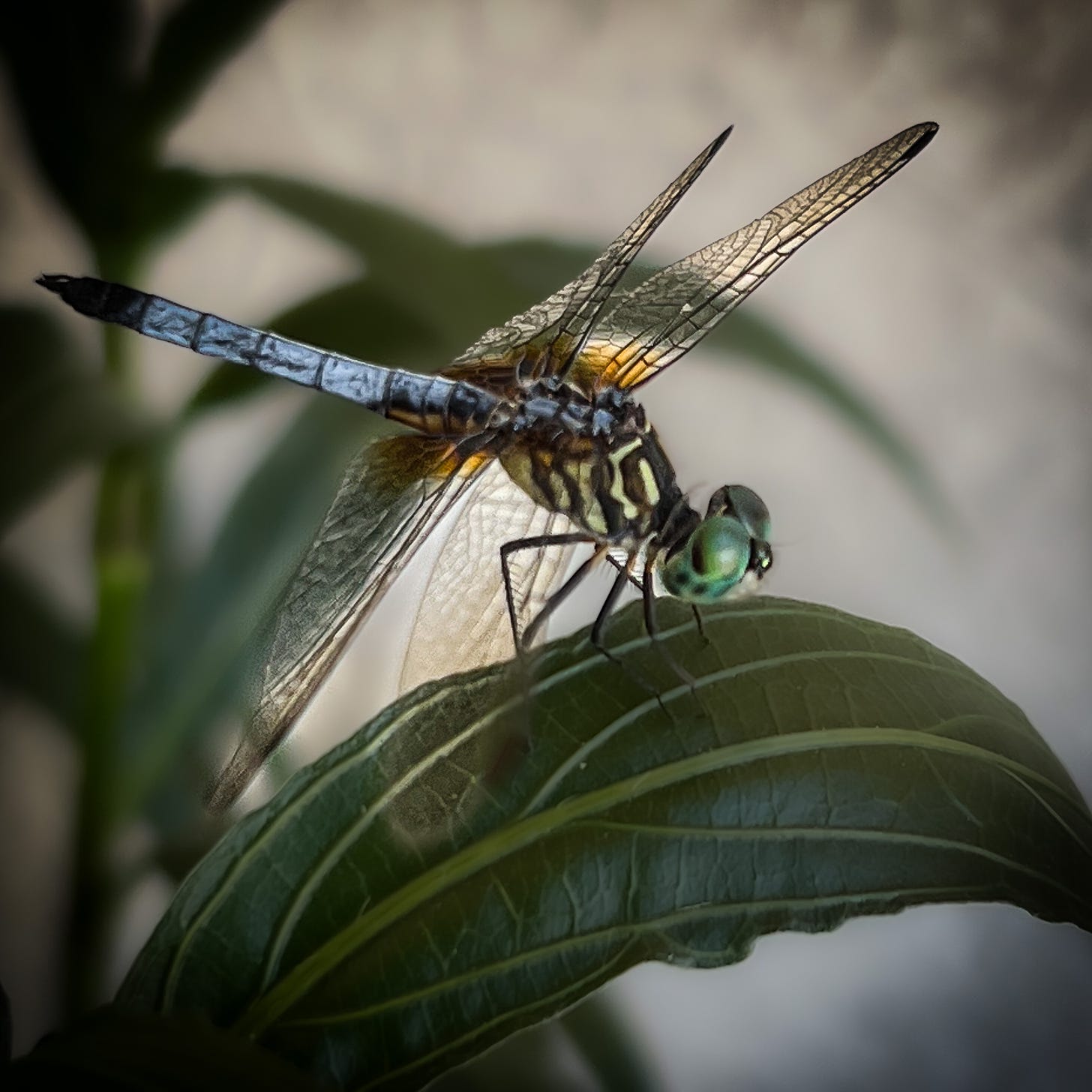 A dragonfly sitting on a leaf, bulging 360 eyes in the forefront