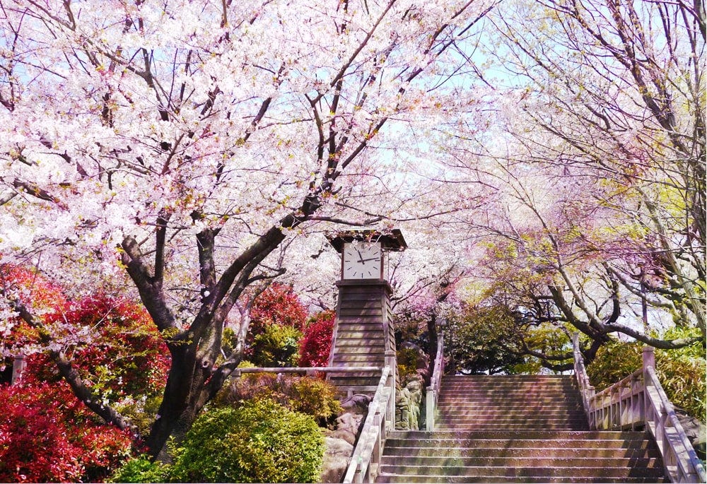 Asukayama Park Cherry Blossom