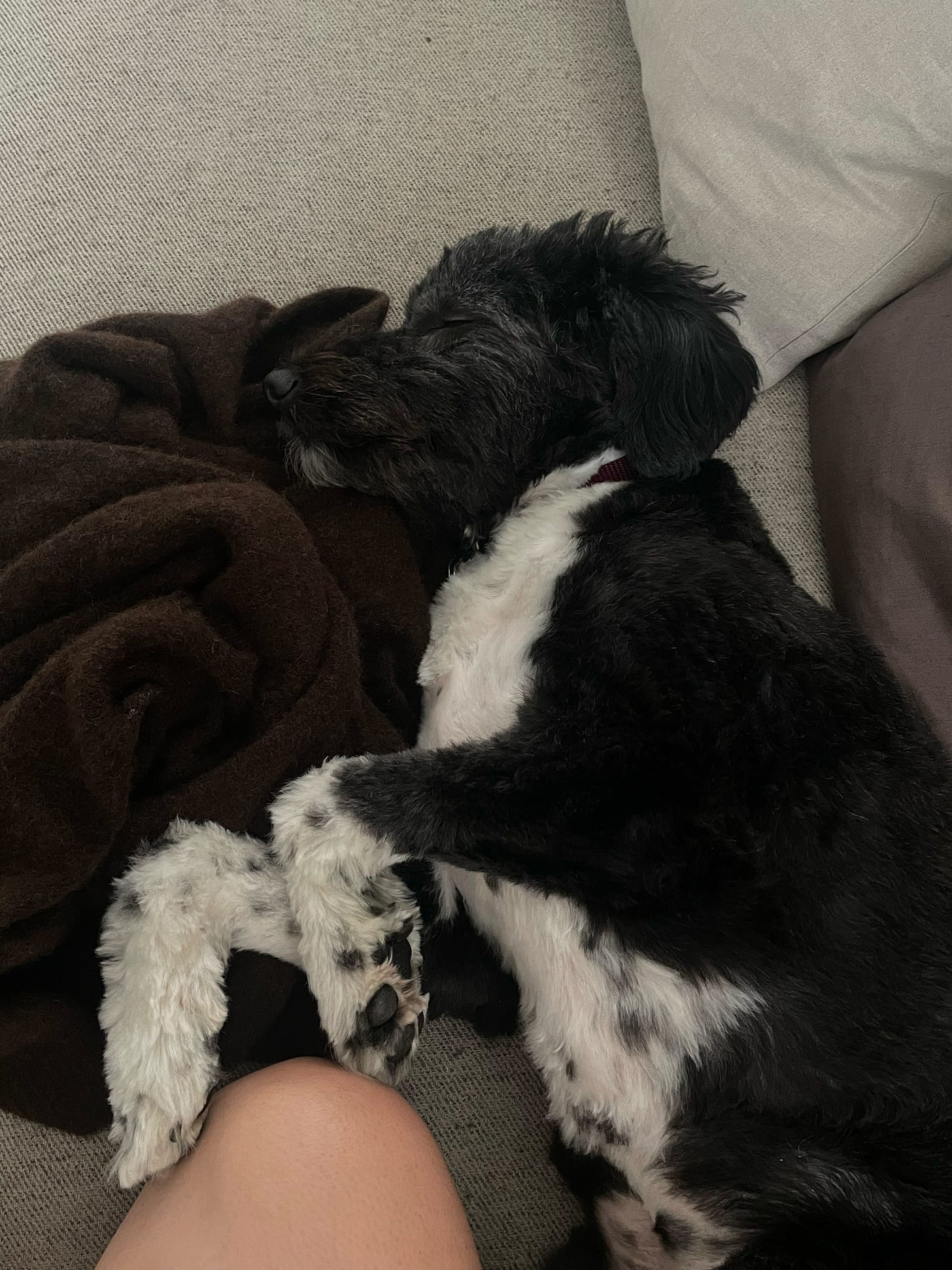 A black and white dog sleeping on its side with its paws just grazing a person's knee.
