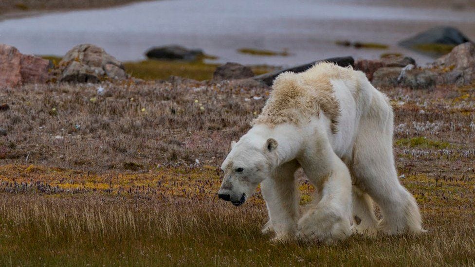A starving polar bear in northern Canada