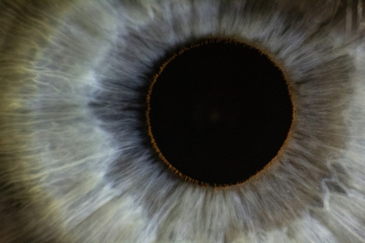 A close-up of a pupil and grey iris.