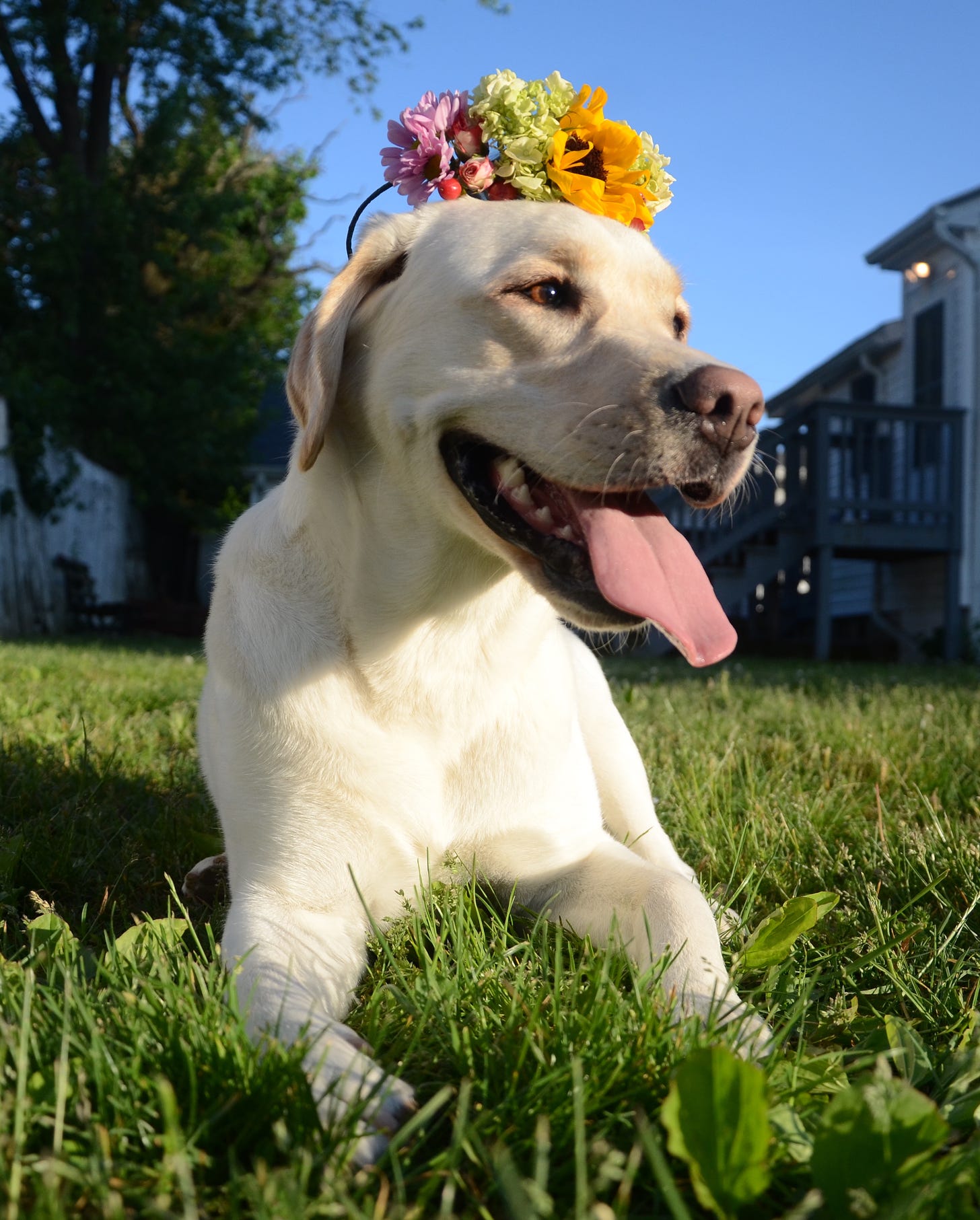 A yellow Labrador retriever wears a flower crown and sits in the sun with her tongue hanging out. 