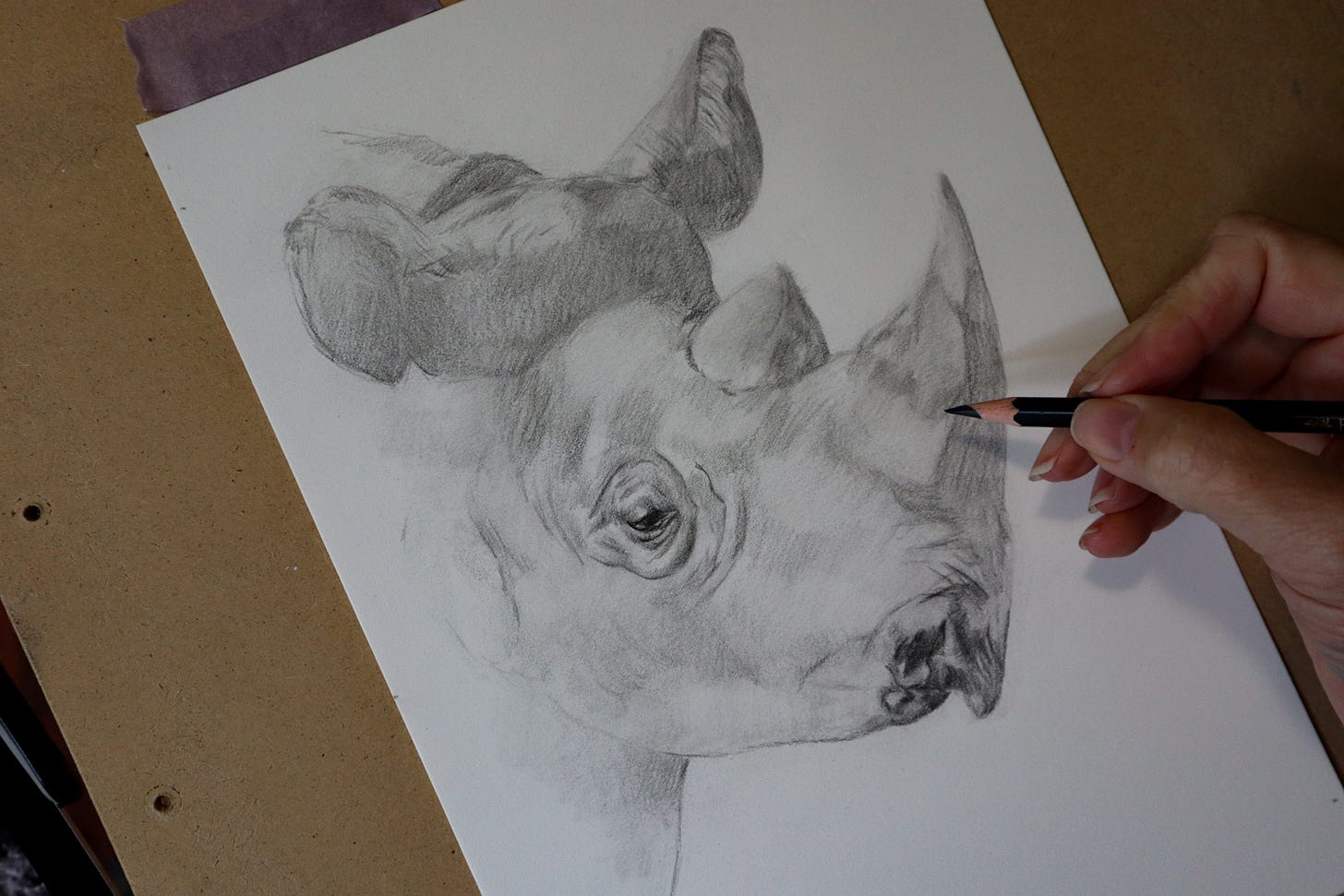 wildlife sketch black rhino drawing pencil