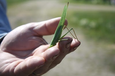 Conehead in the farmer's hand