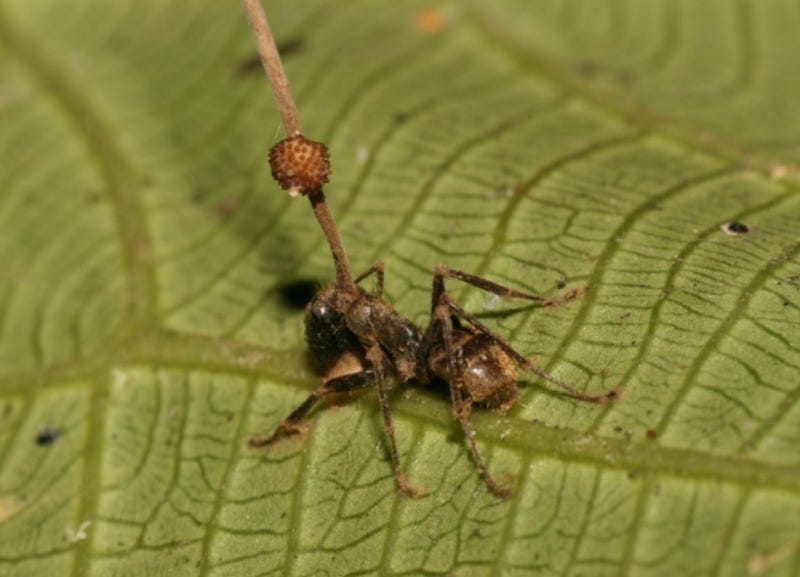 File:Ophiocordyceps unilateralis B.png